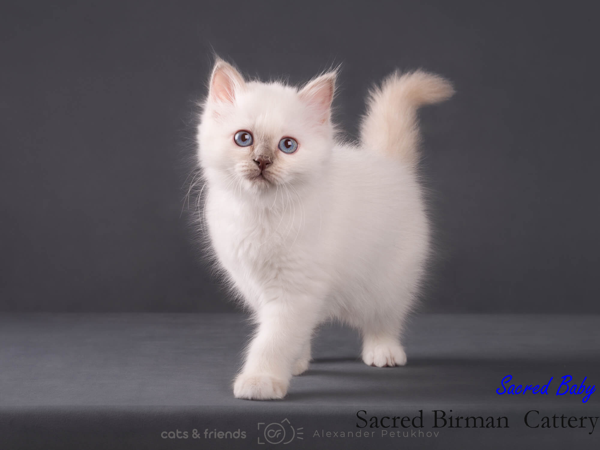 Бирманский котёнок