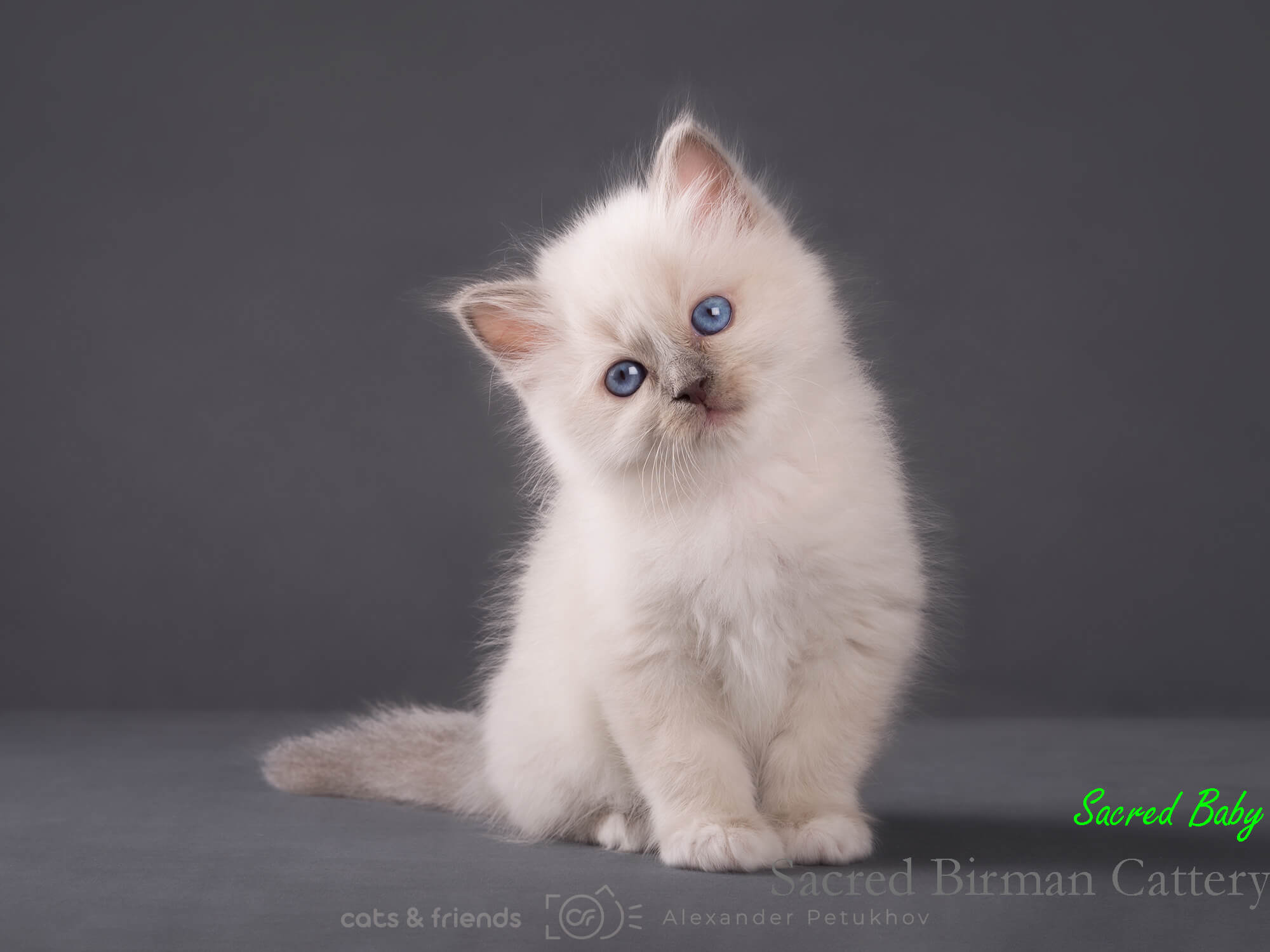 Бирманский котёнок